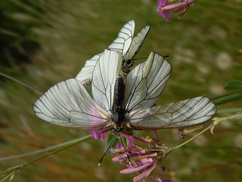 Aporia crataegi... una settimana dopo.